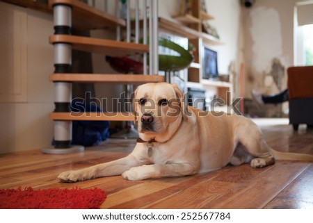 Labrador dog laying down on floor of a house