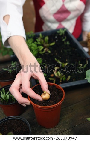 Woman planting plants and seeds in Spring.