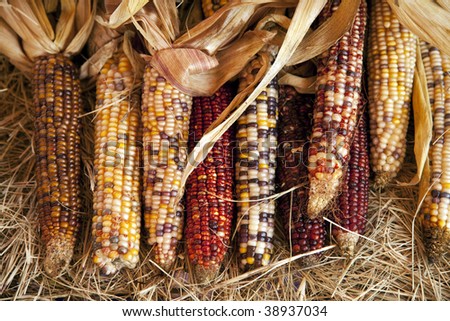 A group of all Thanksgiving or Halloween October raw ears of corn on the cob fresh off the stalks in a horizontal format.