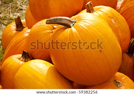 A group of two types of Halloween fall autumn pumpkins on a green grass background.