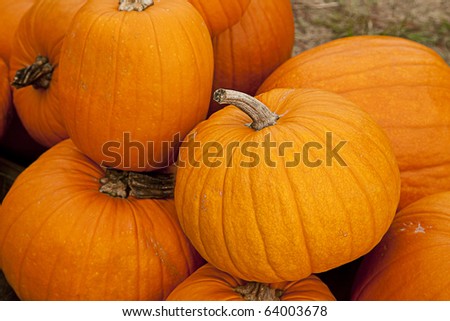 A group of autumn fall Halloween pumpkins in the horizontal format.