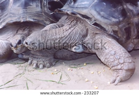 Turtles Kissing