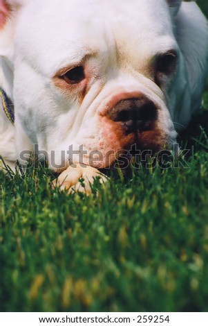 Bulldog Bulldog