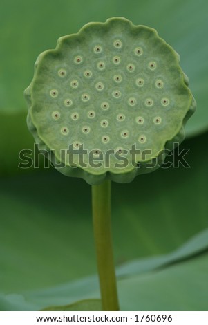 Lotus Seed Head