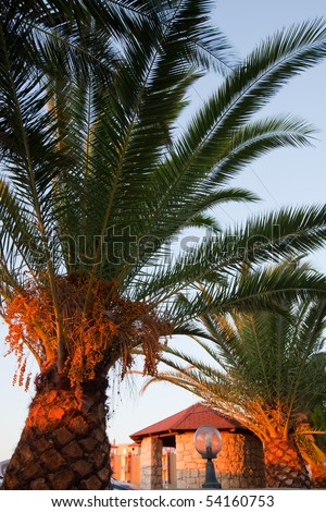 Palm trees, Crete, Greece