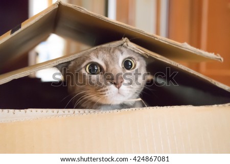 A cat plays hide and seek in a cardboard box