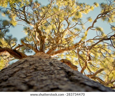 Looking up the trunk of a tall tree to the sky