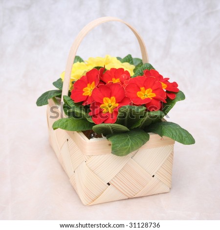 Basket with flowers - primrose, primula