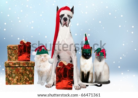 House pets aDorned with Christmas hats and gifts