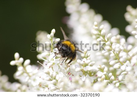 Buff Bee