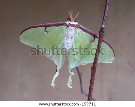 Luna moth on a stick