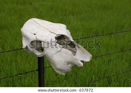 cow skull on a fence