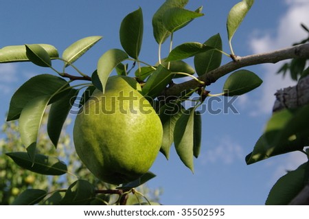 Close up view of a pear just before harvest in central Washington State.