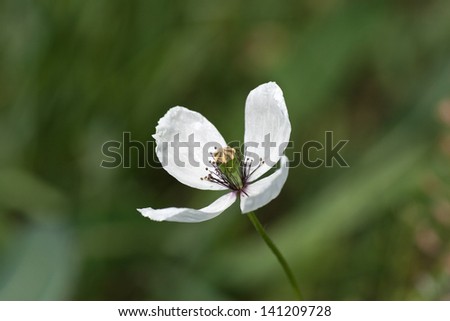 White poppy flower, close up shot