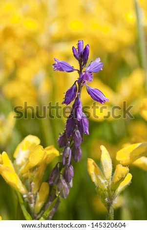 Bluebonnet wildflowers, deep focus with area at top for text
