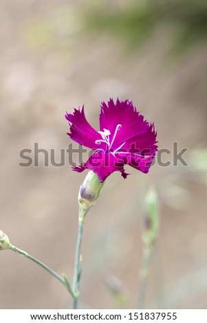 Wild carnation flower on green meadow, macro