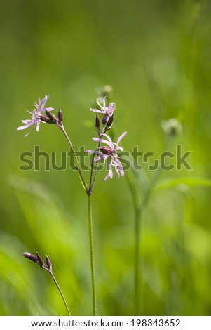 medicinal flowers field