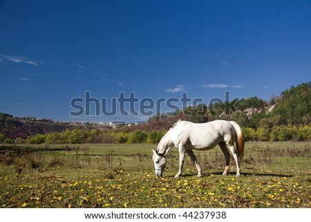 horses that graze on the field, autumn landscape