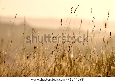 long grass meadow closeup with bright sunlight