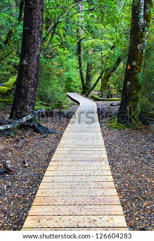 image of a boardwalk in a native forest in New Zealand, with green native trees and plants.