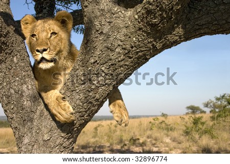 A young lion in a tree looking at the surrounding landscape