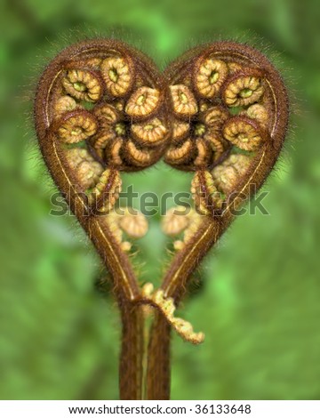 heart fern