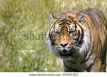 Image of a tiger hunting in long grass looking towards the camera