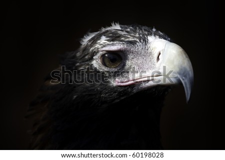 close up of the head of a wedge tail eagle in Australia