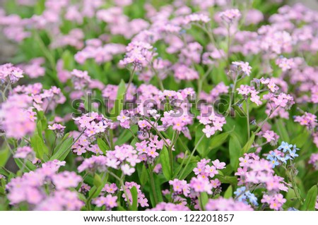 Pink Forget-me-not tender  flowers blossoming in spring time