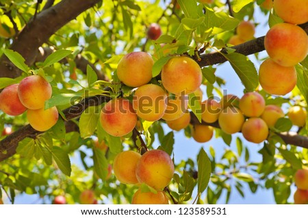 Plum (peach) tree with fruits growing in the garden