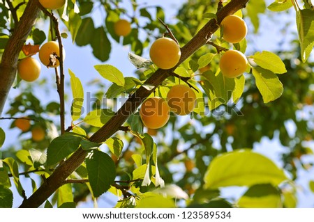 Plum (peach) tree with fruits growing in the garden