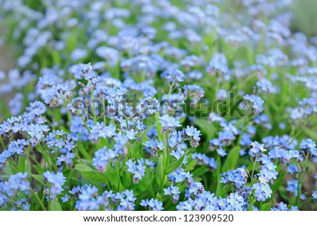 Blue Forget-me-not tender  flowers blossoming in spring time