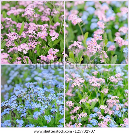 Collage from forget-me-not tender  flowers blossoming in spring time