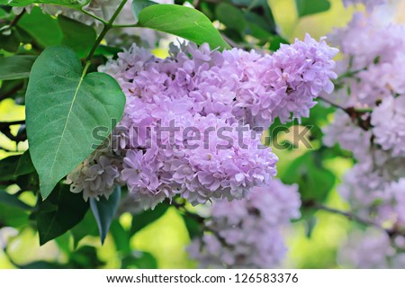 Branch of white lilac flowers, shallow depth of field