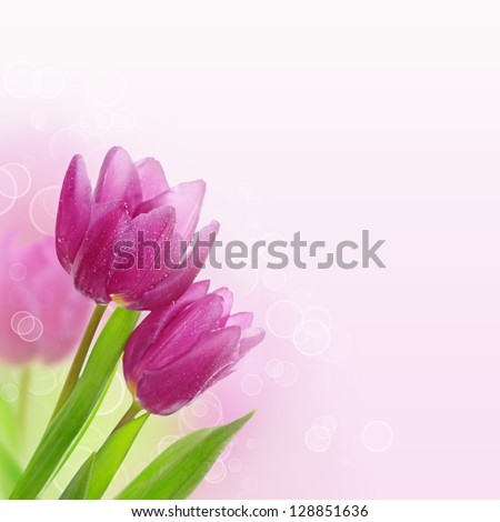 Tulip pink flowers, floral spring  background