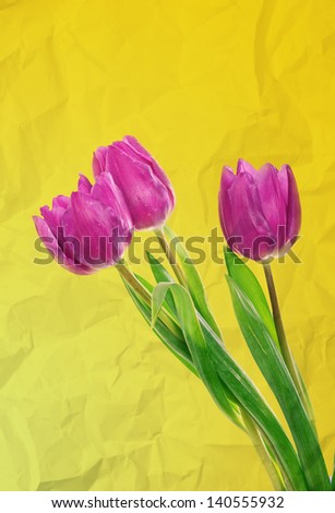 Tulip pink flowers, floral spring  background on paper texture.