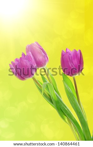 Tulip pink flowers, floral spring  background in yellow colors.