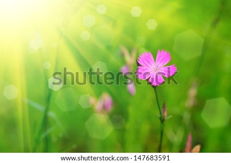 Wild carnation flower on green meadow, macro with sun rays