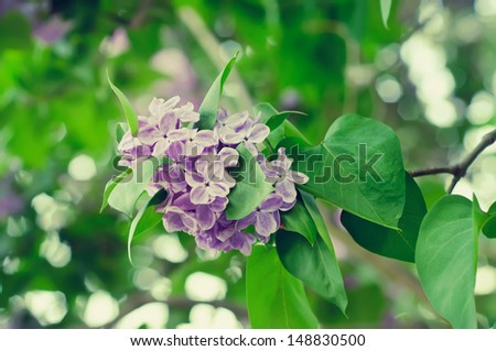 Branch of lilac flowers with the leaves, vintage retro hipster image