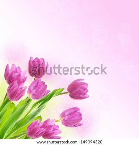 Tulip pink flowers, floral spring  background
