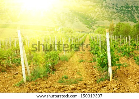 Green vineyard at the south valley with sun beams, agricultural background