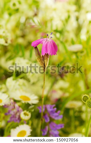 Wild carnation flower on green meadow, macro