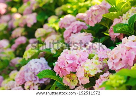 Many colorful hydrangea flowers growing in the garden, floral background