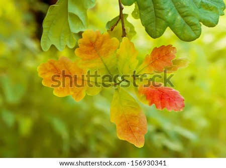 Autumn background with red oak leaf, selective focus