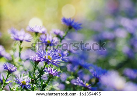 Background from tender soft violet blue beautiful flowers, floral background