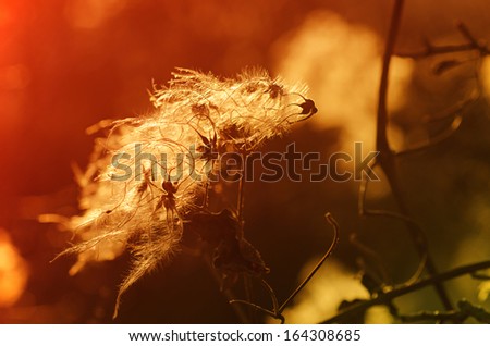 Autumn background with fluffy white plants, natural vintage background