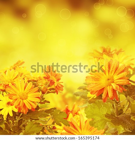 Chrysanthemum golden flowers with green leaves, floral background