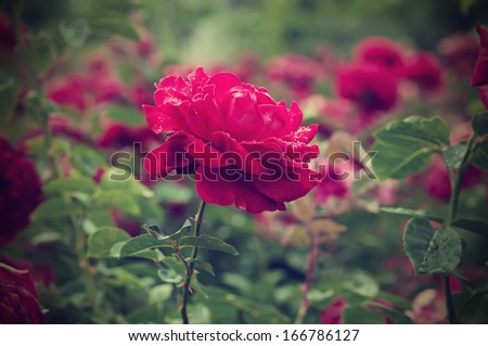 Red roses growing in the garden, vintage retro hipster image