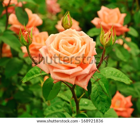 Orange Beautiful Rose Growing In The Garden