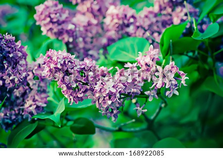 Branch of lilac flowers, shallow depth of field